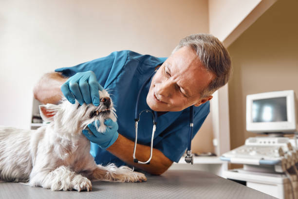 Best Pediatric Emergency Dentist in Key Vista, FL